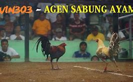 Berita Judi Sabung Ayam